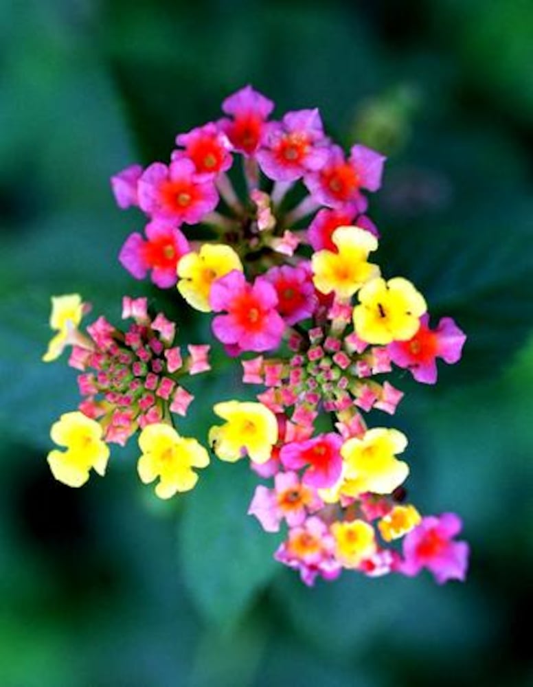 Drought-tolerant plants for Atlanta gardens