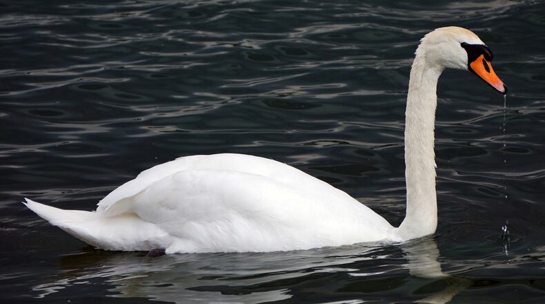 A South Georgia man out on a green at a local golf course had an unfriendly encounter with a giant swan (actual one not pictured). (Photo: Arkin54/Pixabay)
