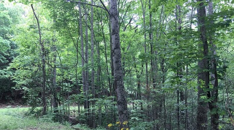 Toni Jernigan submitted this pictures taken in Union County Georgia on the new Byron Herbert Reece Farm Trail that connects the Reece Heritage Farm and Vogel State Park. “We were fortunate to hike the trail during the peak season for wildflowers,” she wrote.