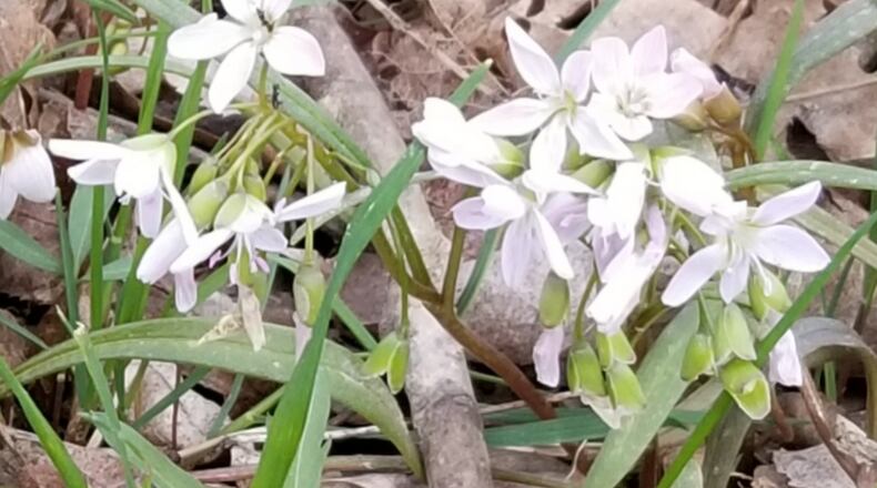 The Five Rivers MetroParks offers great views this time of year of wild flowers blooming, wildlife and flowing creeks. PHOTOS BY ANDREA GILLETTE
