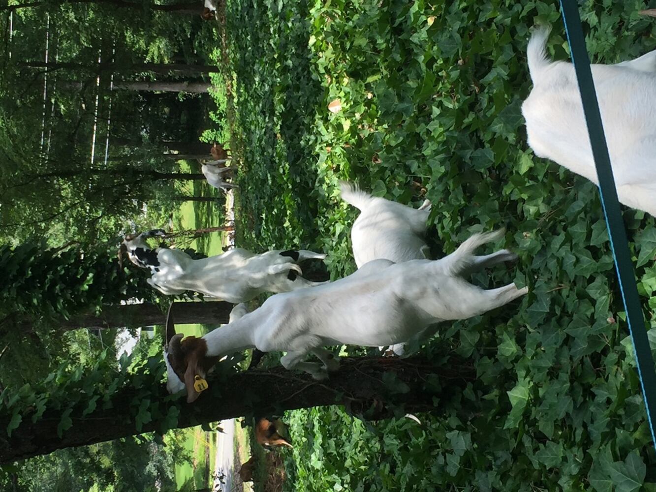 30 goats escape from Cobb woman's home