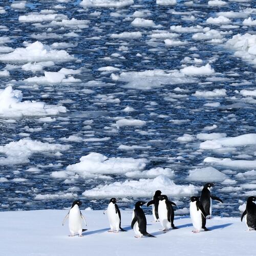 FILE - Adelie penguins stand on a block of floating ice at Yalour Islands in Antarctica, Nov. 24, 2025. (AP Photo/Mark Baker, File)