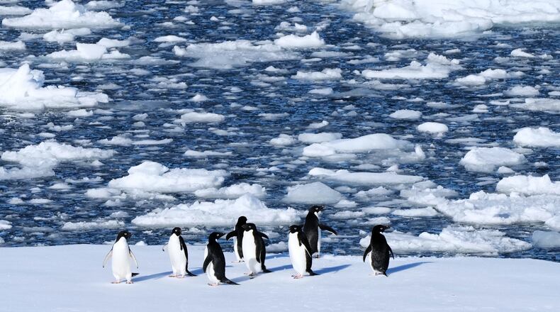 FILE - Adelie penguins stand on a block of floating ice at Yalour Islands in Antarctica, Nov. 24, 2025. (AP Photo/Mark Baker, File)