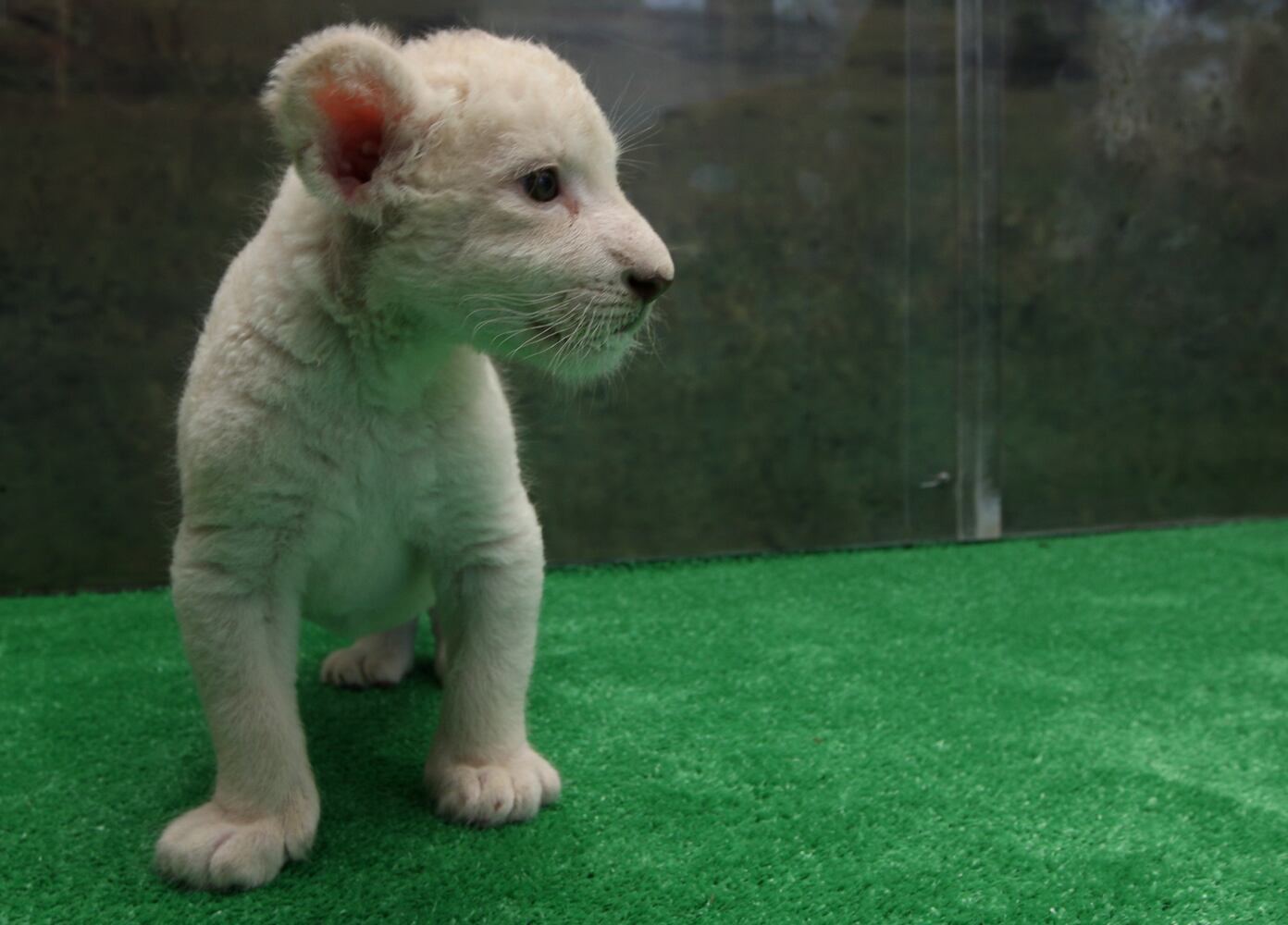 Seven Lion Cubs born At Himeji Central Park, Japan
