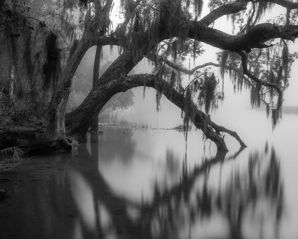 "Overhanging Oak, Skidaway Island," a 2021 photograph by Parker Stewart. Photos of Georgia's coast by Stewart and Jack Leigh are on display at Laney Contemporary, a Savannah gallery, until Aug. 1, 2026. (Courtesy of Parker Stewart/Laney Contemporary)