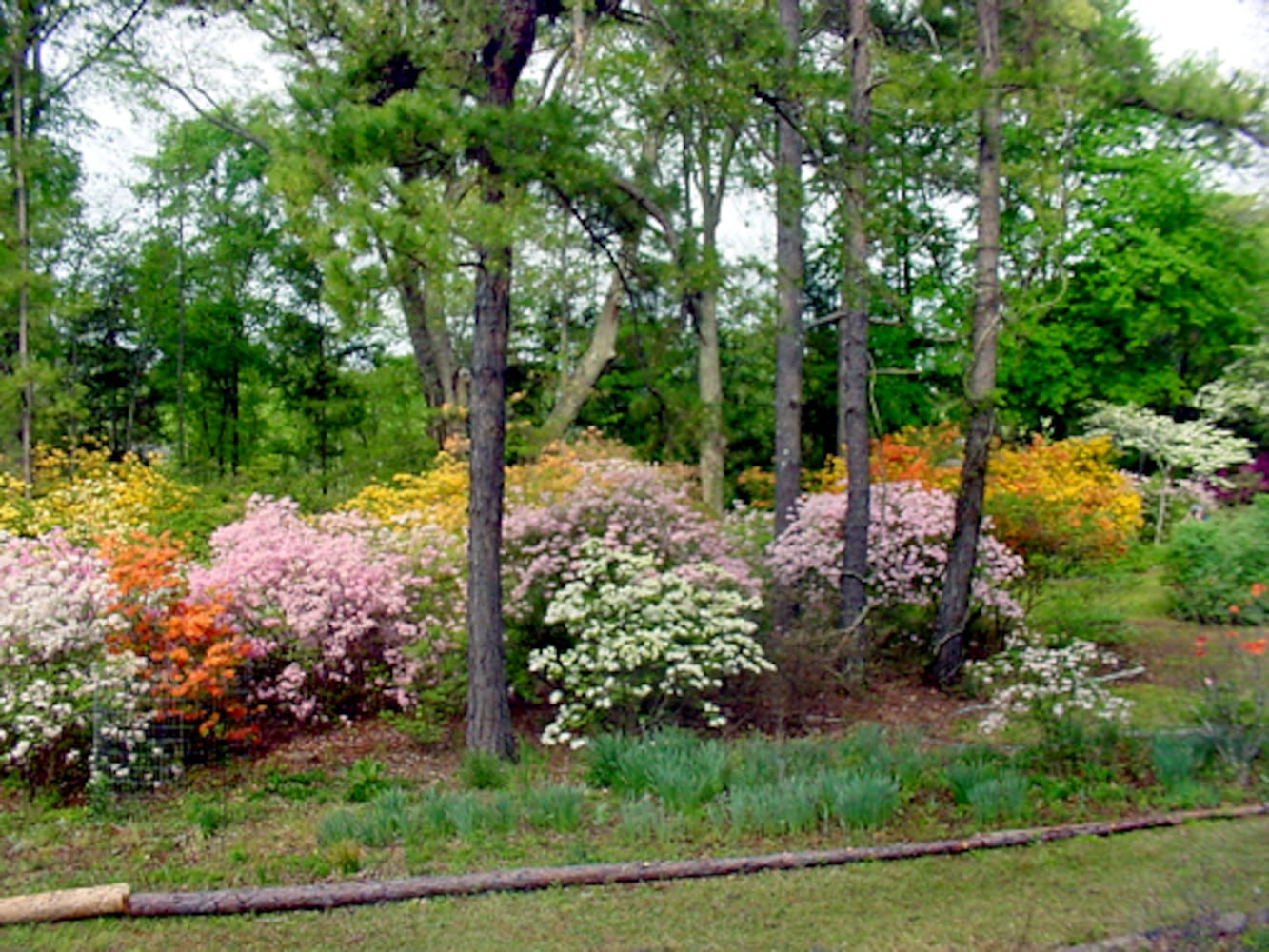 You know it's spring in Georgia when the azaleas bloom