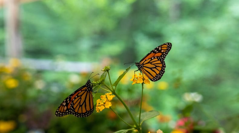 Among the highlights of the 30th anniversary of the Dunwoody Nature Center will be "The Butterfly Experience" on Sept. 10-11. (Courtesy of Dunwoody Nature Center)