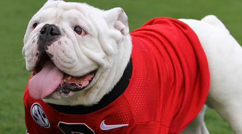 Que, a 1-year-old, English bulldog has filled in for Russ on a trial basis this season.