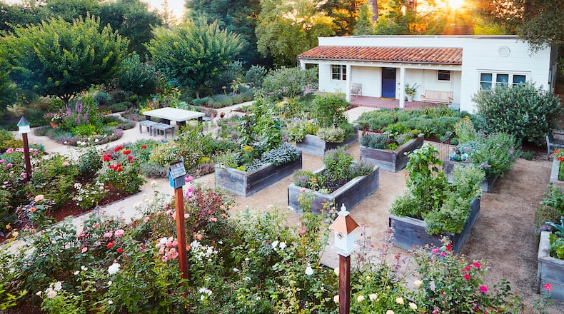 From the top of the stairs that lead down into the garden, visitors can observe its striking geometric layout. Classic Mediterranean plants like germander, lavender, sage, Leucadendron and pineapple guava edge the beds, keeping it vivid and varied throughout the year. Contributed by Caitlin Atkinson