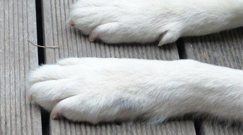 A dog abandoned in a park in Ohio had the words ‘free’ and ‘good home only’ written on it in permanent marker. The Ross County Humane Society now has the dog and is putting her up for adoption.