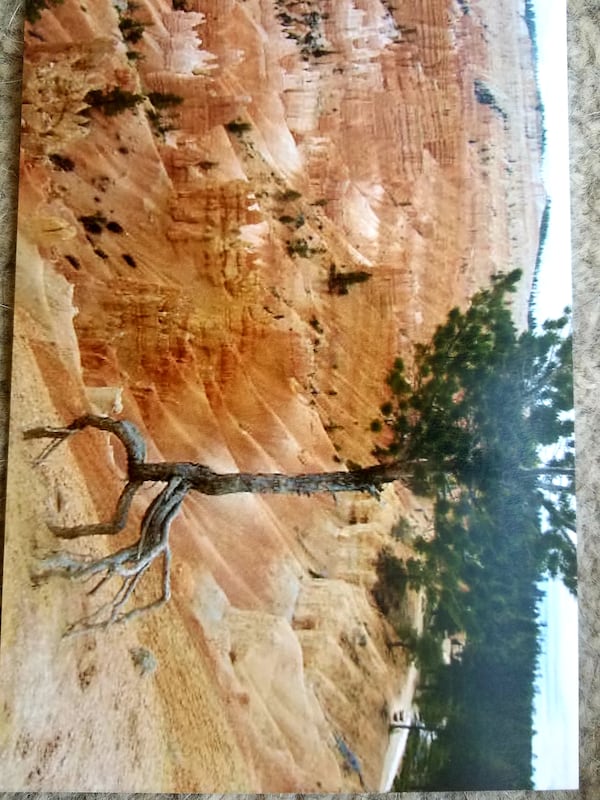 "We came across this amazing tree on a trip to Bryce Canyon some years ago, hanging on for dear life!" wrote Erika Perz. "I believe It's an inspiration for everyone, during this difficult time, to hang in there and continue to grow!"
