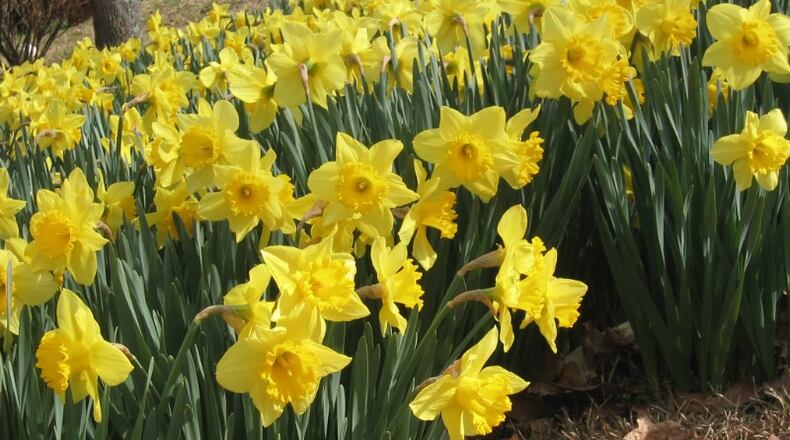 Known as the Jonquil City for its abundance of these flowers in the spring, Keep Smyrna Beautiful now is selling jonquil bulbs while supplies last. (Courtesy of Smyrna)