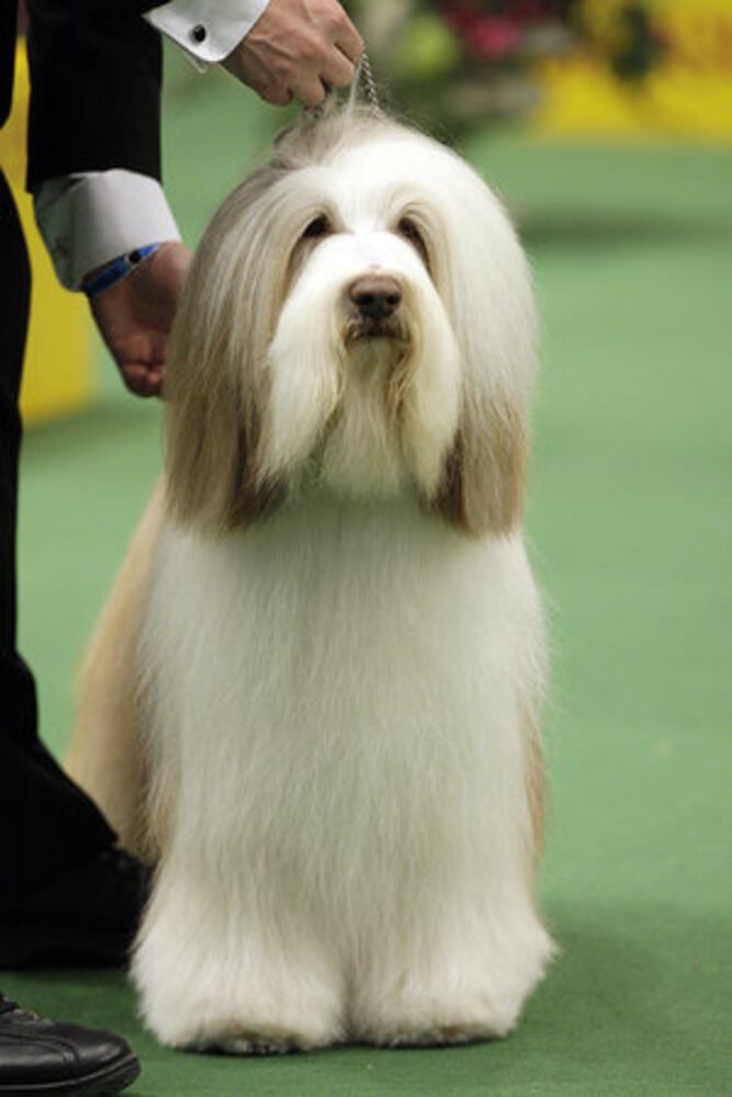 Westminster Dog Show