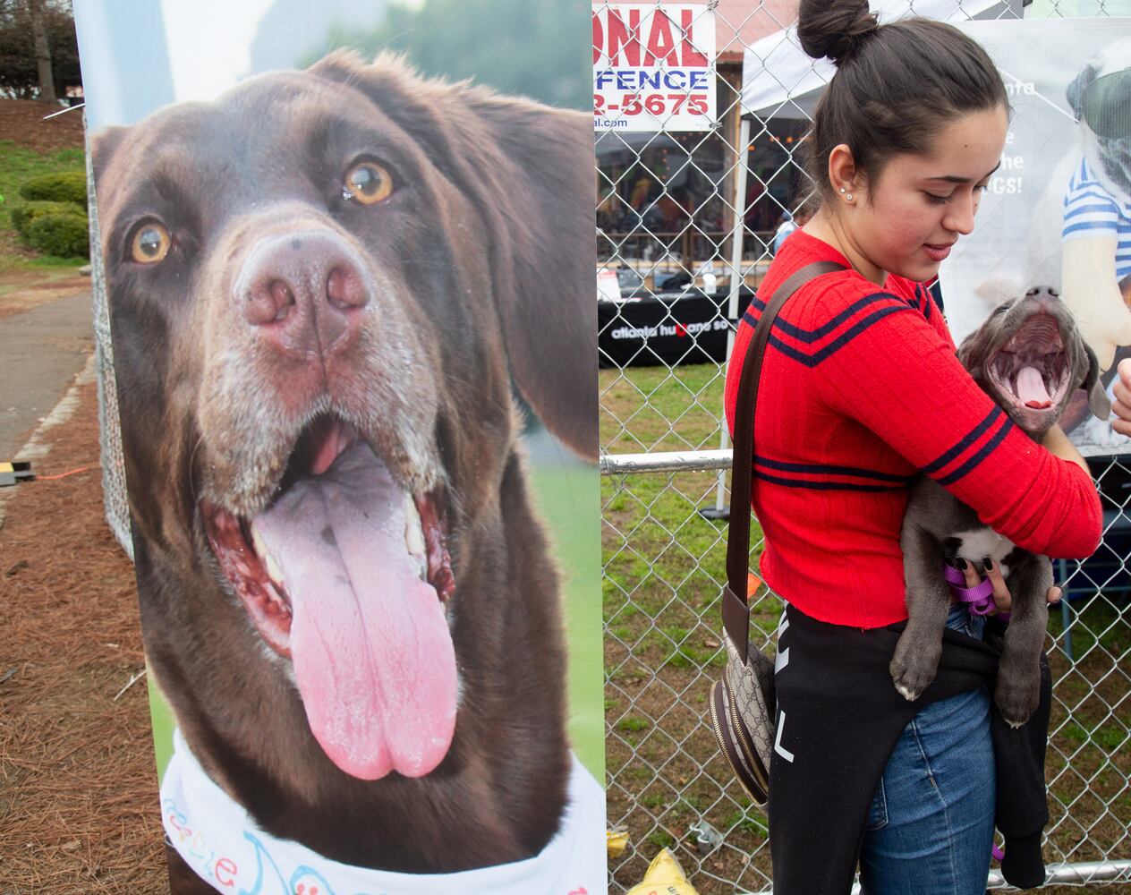 The Rescue Dog Games 2019