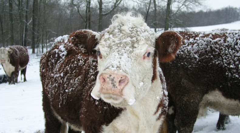 Cows in the snow. (Photo: Paula R. Lively/Flickr/Creative Commons) https://creativecommons.org/licenses/by/2.0/