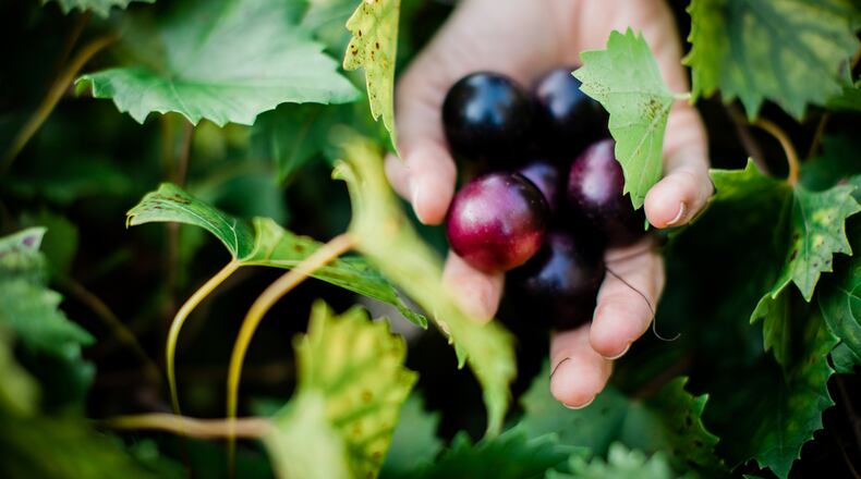 A handful of muscadines means summer in Georgia for many natives. One food charity organization is promoting the native vine. Photo: Maria Lioy
