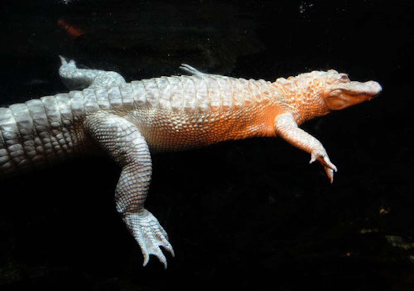 GA Aquarium's rare albino alligators