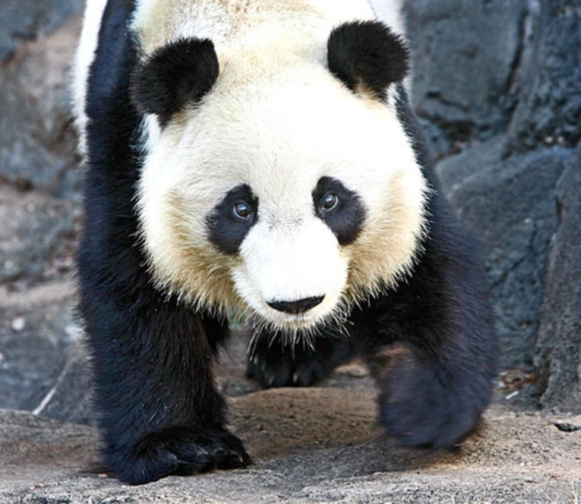 Mei Lan goes to China: Gallery