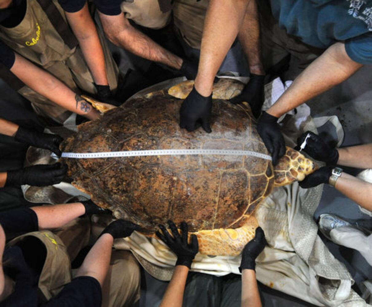 Sea turtles rehab at Georgia Aquarium