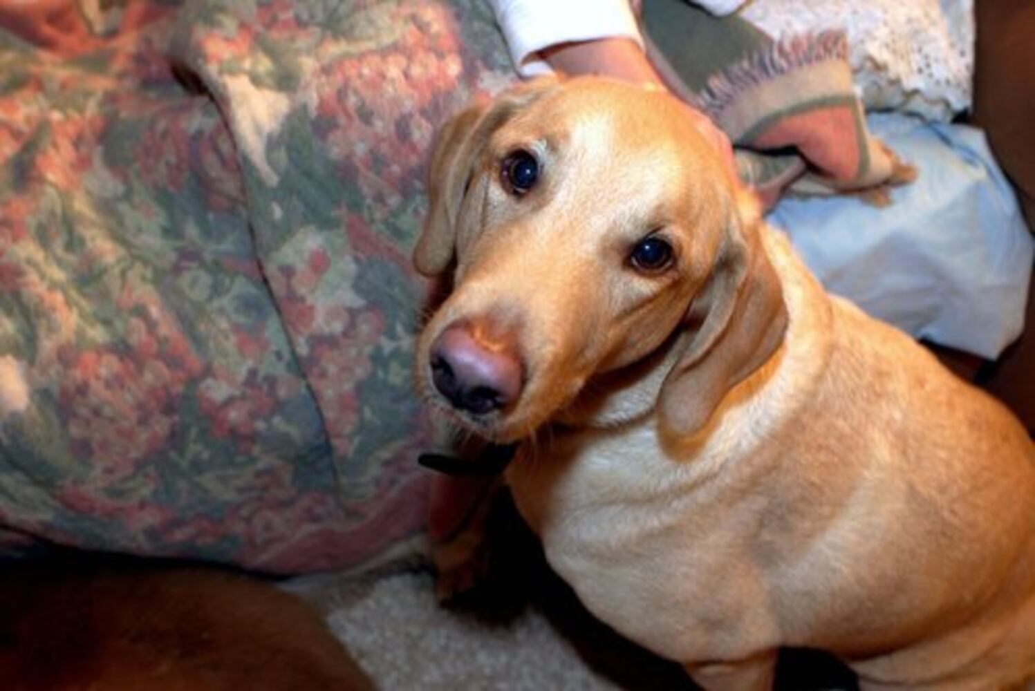 Atlanta's Top Dogs: Labrador Retrievers (IV)