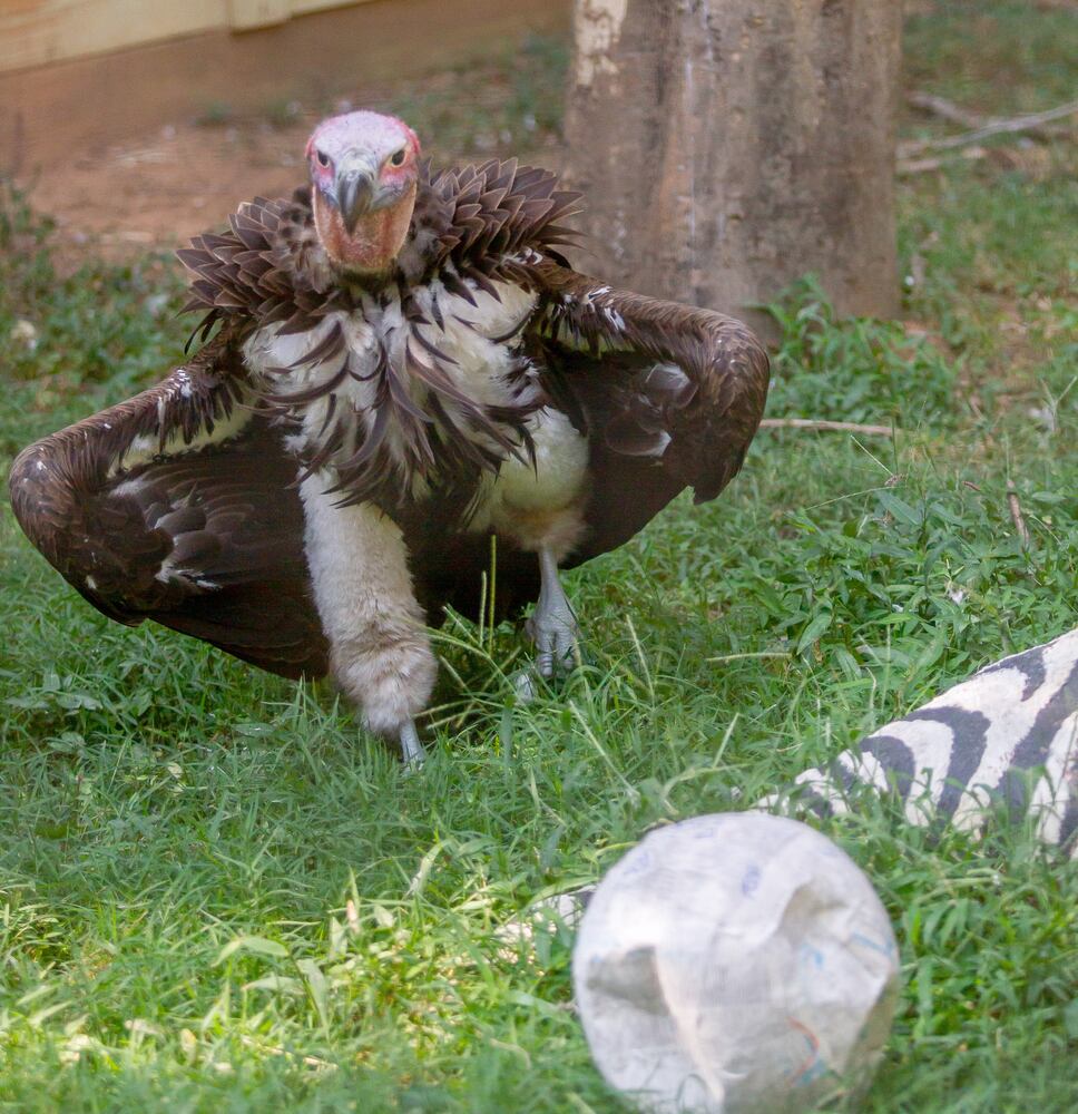 PHOTOS: 090819 zoo