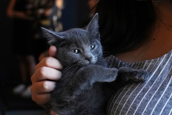 Mallika Sen holds Macaroni the kitten on Wednesday, June 4, 2025, at the Associated Press bureau in New York. (AP Photo/Mary Conlon)