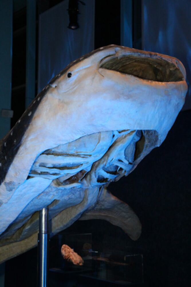 Sea Monsters Revealed: Aquatic Bodies at Georgia Aquarium