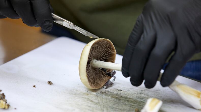FILE - A grower cuts psilocybin mushrooms to prepare for distribution in Springfield, Ore., Monday, Aug. 14, 2023. (AP Photo/Craig Mitchelldyer, File)