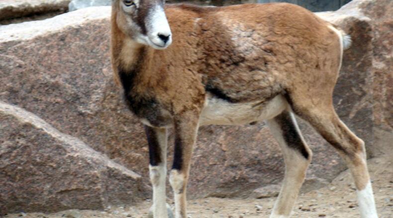A goat in Cherokee, Oklahoma, has become a local favorite and even has his own Facebook page.