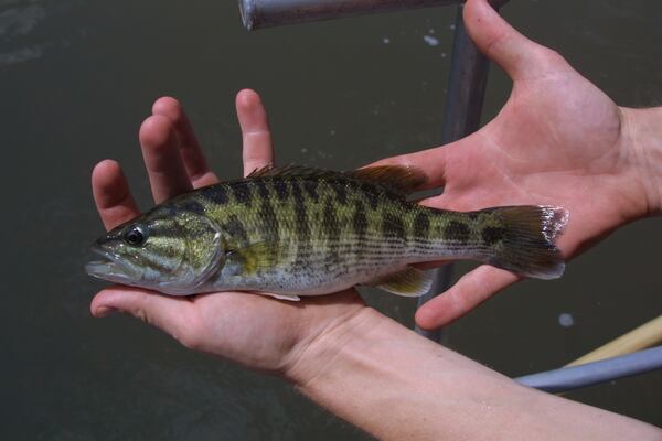 A Bartram's bass caught in Georgia's Broad River is shown. Scientists recent confirmed Bartram's bass as a distinct species of black bass.