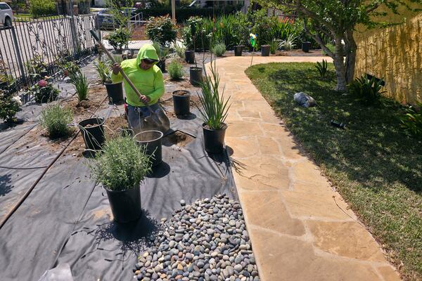 A gardener plants new plants on the front lawn of a home within the Eaton Fire damage area in Altadena, Calif., Friday, April 4, 2025. (AP Photo/Damian Dovarganes)