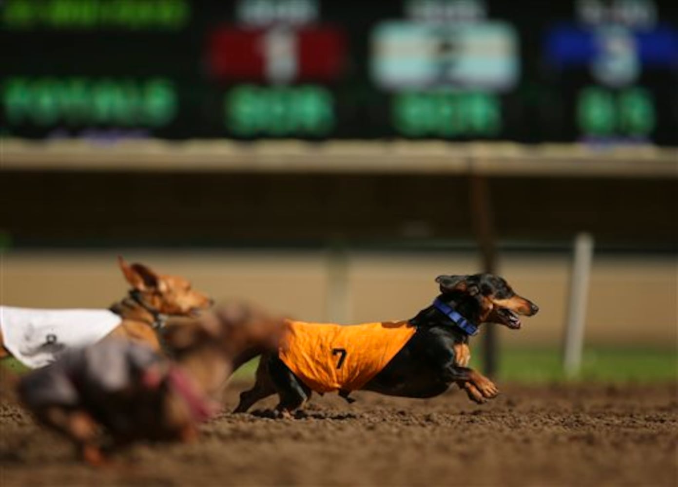 Labor Day Wiener Dog Wars
