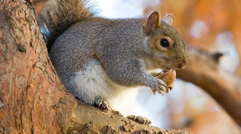 The Squirrel Census, a multimedia science, design, and storytelling project focusing on the Eastern gray (Sciurus carolinensis) in New York City’s Central Park, returns to Atlanta.