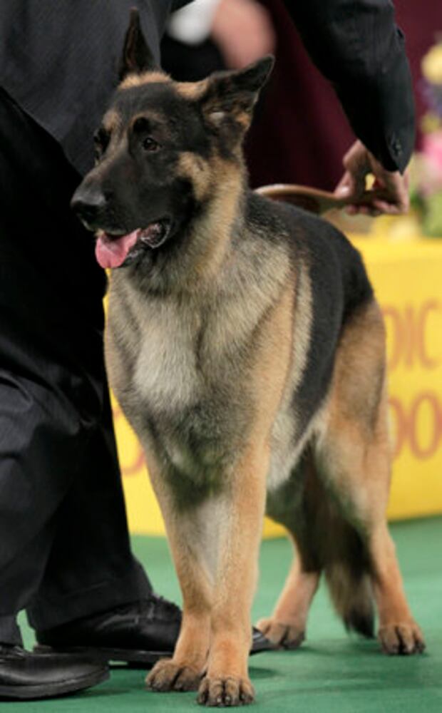 136th Annual Westminster Kennel club dog show