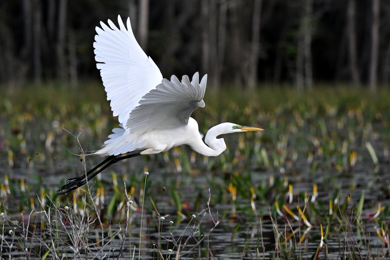 Great egret is seen in the Okefenokee Swamp, Monday, March 18, 2024, in Folkston. (Hyosub Shin/AJC)
