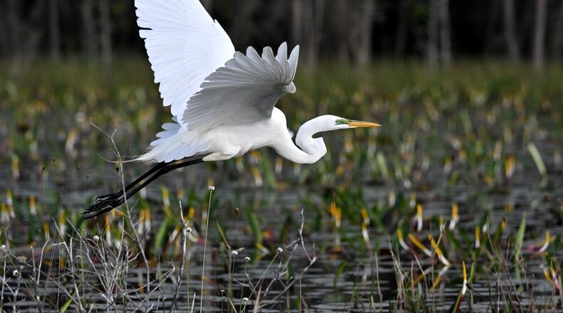 Great egret is seen in the Okefenokee Swamp, Monday, Mar. 18, 2024, in Folkston. Last month, the Georgia Environmental Protection Division (EPD) released draft permits to Twin Pines Minerals for a 582-acre mine that would extract titanium and other minerals from atop the ancient sand dunes on the swamp’s eastern border, which holds water in the refuge. (Hyosub Shin / Hyosub.Shin@ajc.com)