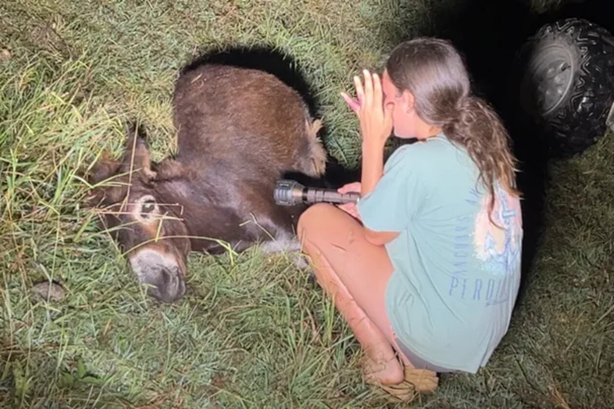 A donkey named HeeHaw, which belonged to Elsberry Riding and Farm in Rockmart, was shot and killed by a police officer Sunday. (GoFundMe)
