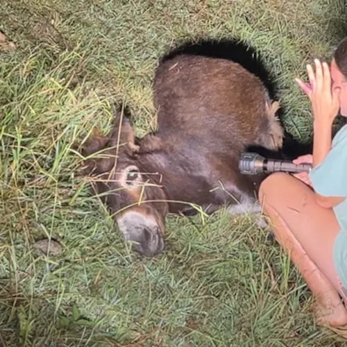 A donkey named HeeHaw, which belonged to Elsberry Riding and Farm in Rockmart, was shot and killed by a police officer Sunday. (GoFundMe)