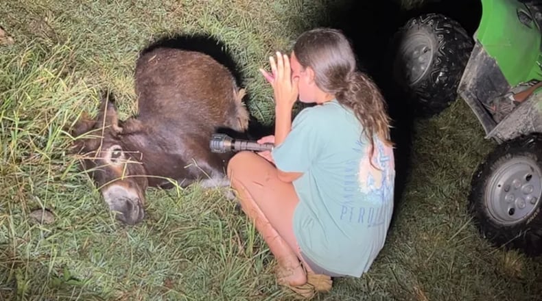 A donkey named HeeHaw, which belonged to Elsberry Riding and Farm in Rockmart, was shot and killed by a police officer Sunday. (GoFundMe)