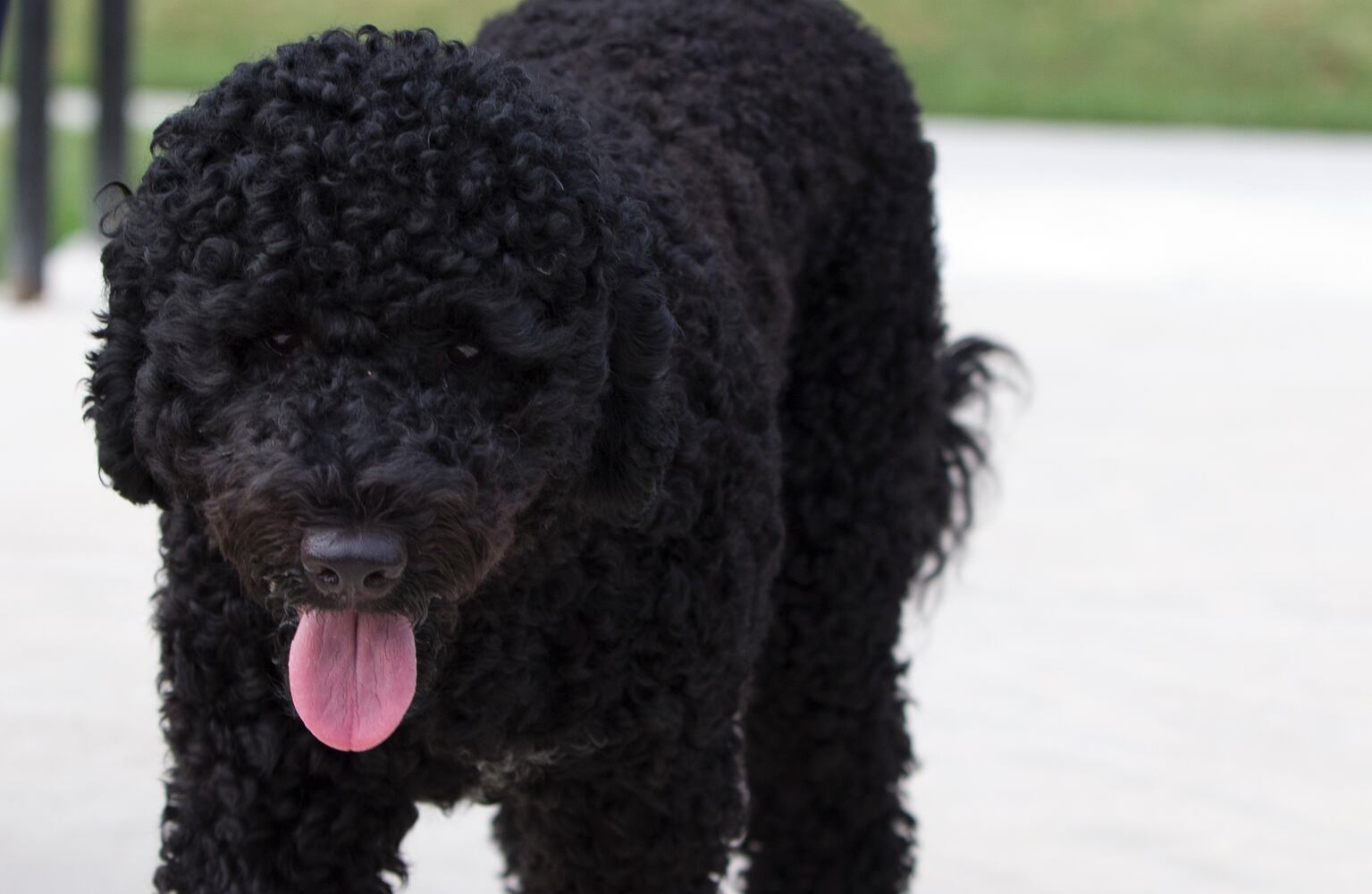 Portuguese Water Dog poses for photographers