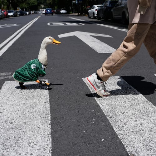 A duck named Merlin, dressed in a Mexico national soccer team jersey, follows his caretaker Cristian Gomez as they cross the street in Mexico City, Monday, June 15, 2026. (AP Photo/Marco Ugarte)