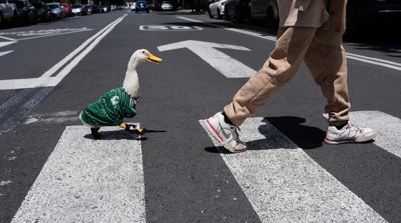 A duck named Merlin, dressed in a Mexico national soccer team jersey, follows his caretaker Cristian Gomez as they cross the street in Mexico City, Monday, June 15, 2026. (AP Photo/Marco Ugarte)