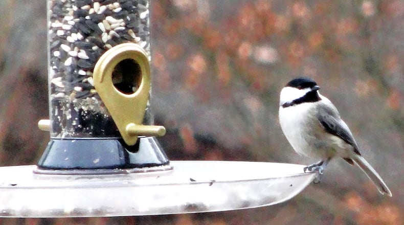 The Carolina chickadee is one of Georgia’s most common and familiar birds and a regular visitor to bird feeders in winter. It must eat constantly to maintain its high metabolic rate. PHOTO CREDIT: Charles Seabrook
