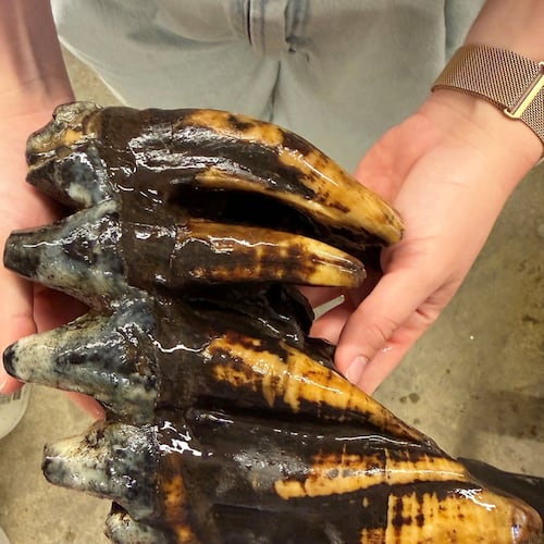 This photo provided by Midpeninsula Regional Open Space District shows the fossilized tooth of a Pacific mastodon, June 10, 2026, at their headquarters in Los Altos, Calif. (Midpeninsula Regional Open Space District via AP)