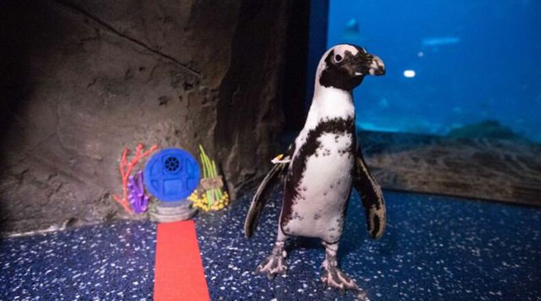 Tiny Doors ATL has infiltrated the Georgia Aquarium.