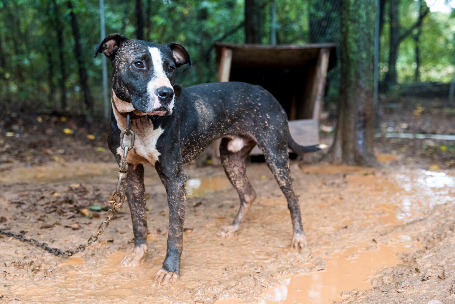 23 dogs seized from suspected Huntersville dog fighting incident