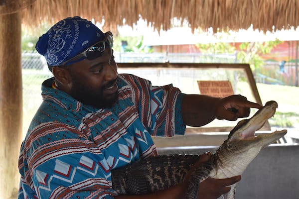 Jeffrey Campbell holding an alligator at Wooten’s Everglades Airboat Tours & Alligator Park, (Courtesy of  Nick Dauk)