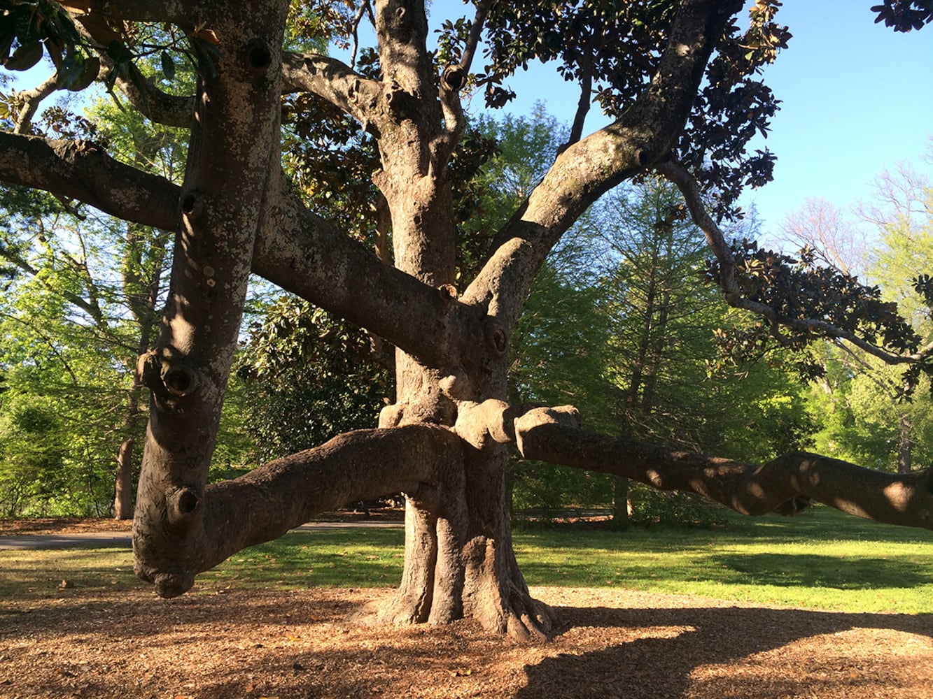 The Piedmont Park Climbing Magnolia