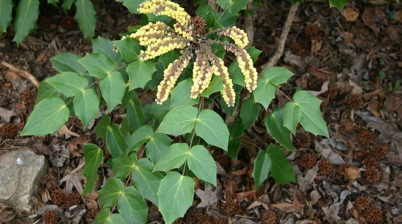Mahonia flowers provide food for pollinators but the pointed leaves deter close examination. PHOTO CREDIT: Walter Reeves