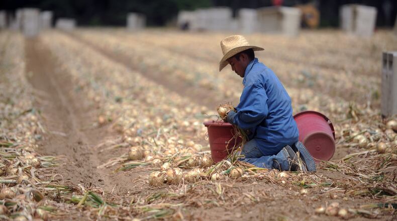 Noe Garcia Marquez harvests Vidalia onions at Sikes Farms in Collins, Ga. in 2011. He came to the farm from Mexico through the federal guest worker program. AJC file